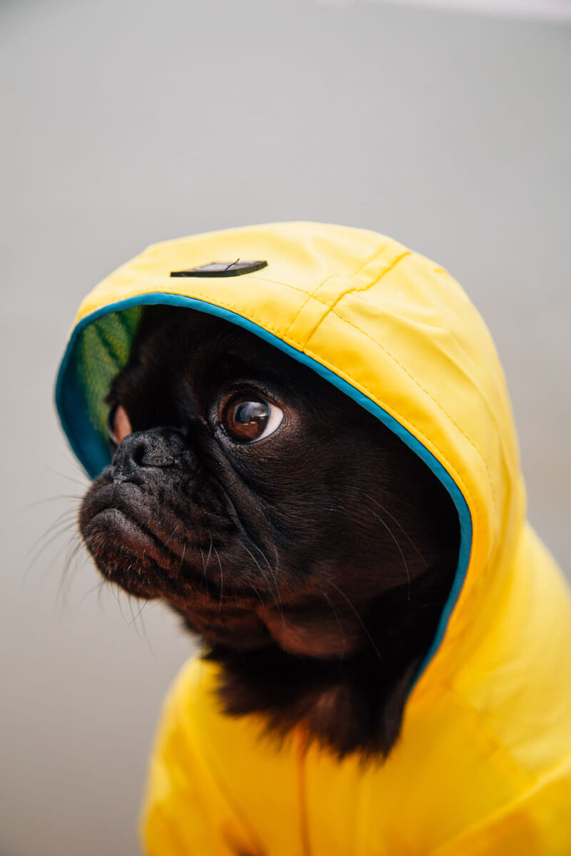 a pug wearing a hoodie